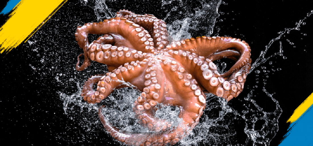 Fresh Octopus: Why You Should Buy Them for Sale Online