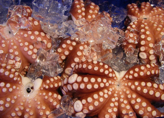 Calling all Octopus Lovers in NYC