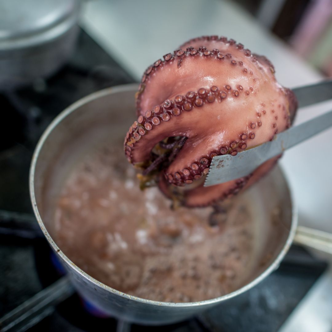 Basic Octopus  and Sepia Preparation
