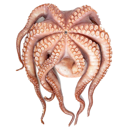 Untenderized Wild Octopus 8-10 lbs
