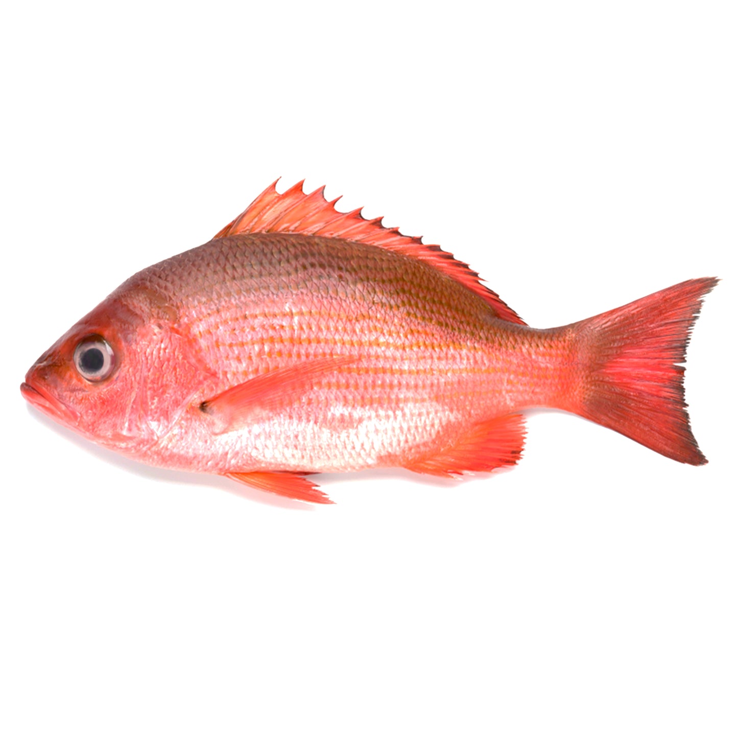 Red Snapper 1-2 lbs
