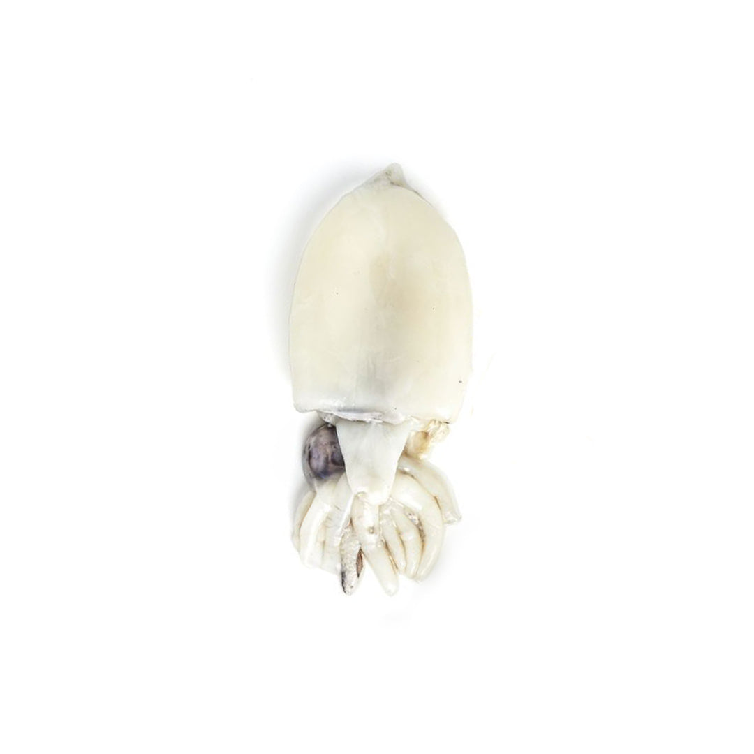 Sepia/Cuttlefish 200-400 grams